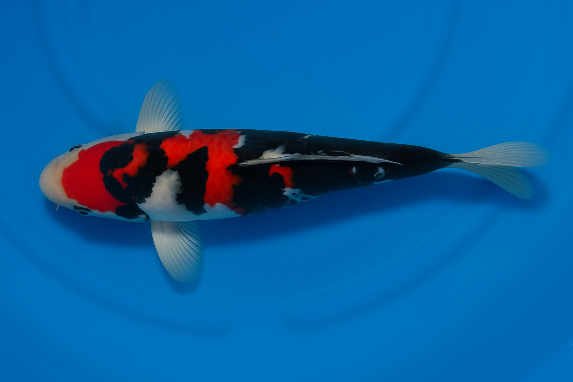 Japan Koi Koshiji Tosai Showa, Cyprinus carpio, 18-22 cm